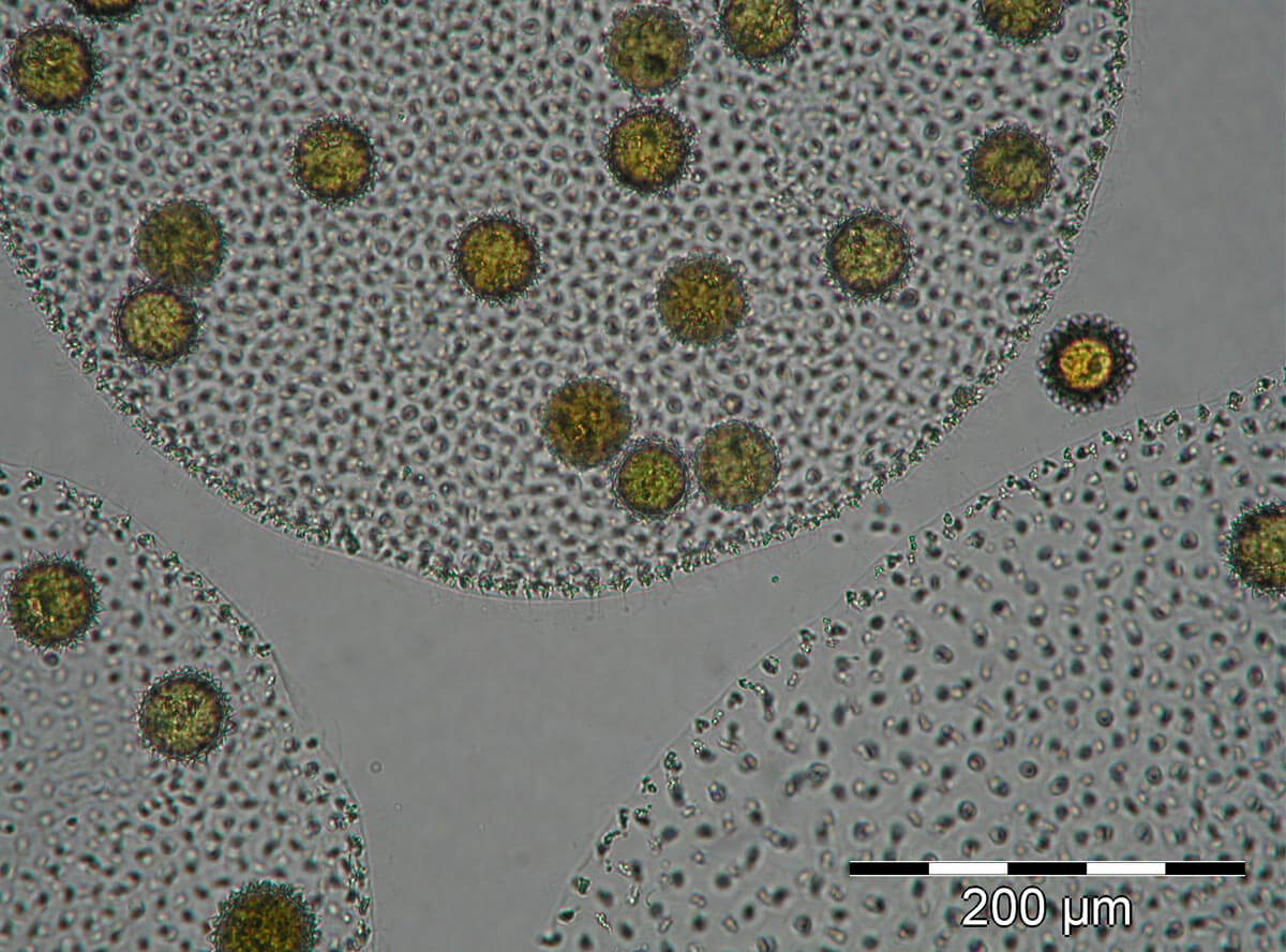 Vue microscopique aquatique